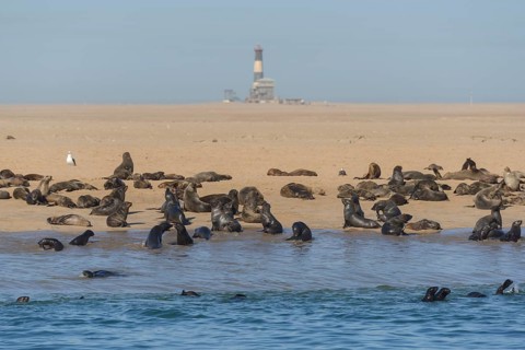 South African Fur Seal (Arctocephalus pusillus)