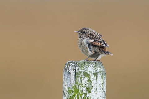 European stonechat (Saxicola rubicola)