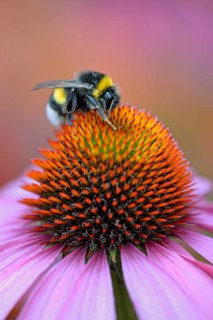 Large earth bumblebee (Bombus terrestris) on a blossom of Purple Cone flower (Echinacea purpurea)