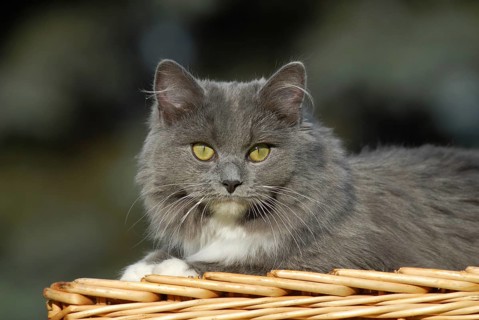 Ragdoll