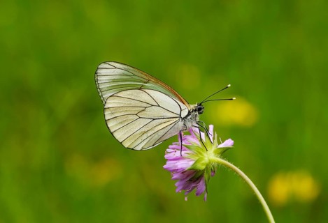 Black-veined white (Aporia crataegi)