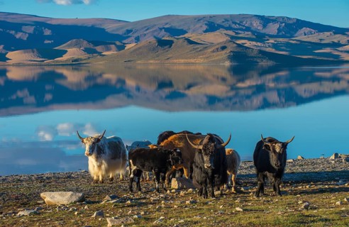 Flock of yaks (Bos grunniens) on the banks of Black lake