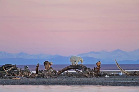 Polar bear (Ursus maritimus) stands on skeleton of whale on gravel island