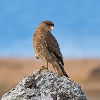 Chimango caracara (Phalcoboenus chimango) sits on rock