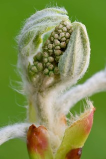 Horse chestnut (Aesculus hippocastanum)