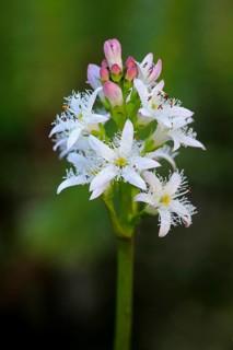 Bog bean (Menyanthes trifoliata)