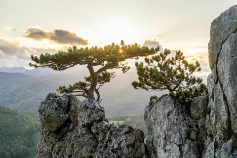 European black pine on rocks in the evening backlight