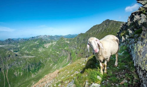 Sheep on the trail to Hochgolling