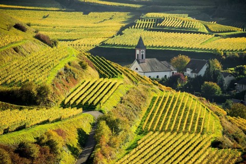 Village in the vineyards in autumn