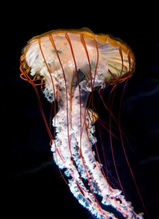 Compass jellyfish (Chrysaora hysoscella)