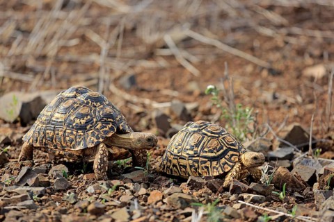 Leopard tortoises (Testudo pardalis)