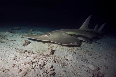 Common Guitarfish (Rhynchobatus djiddensis) swims over sandy bottom in the night