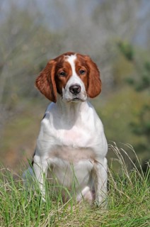 Irish Red and White Setter