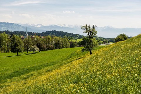 Blooming spring meadow and village