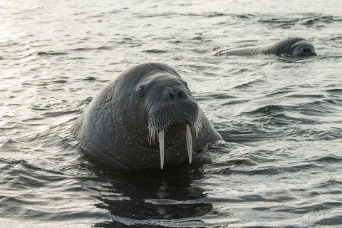 Walruses (Odobenus rosmarus)