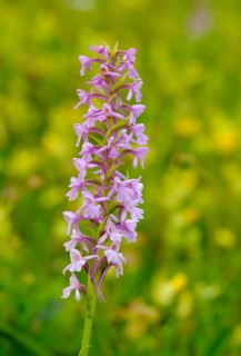 Fragrant orchid (Gymnadenia conopsea)