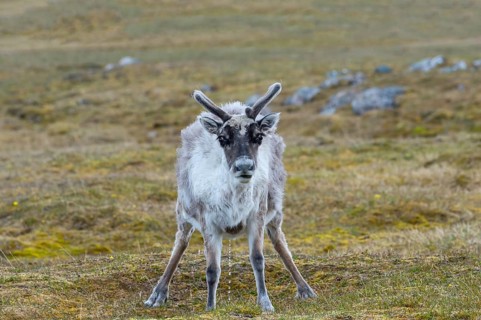 Svalbard Reindeer (Rangifer tarandus platyrhynchus) in the tundra