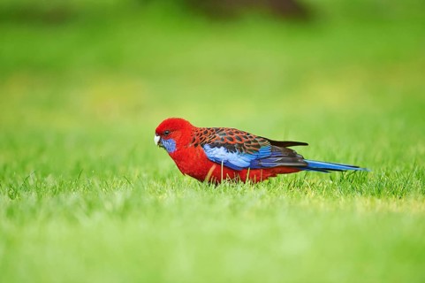 Crimson rosella (Platycercus elegans) on a meadow