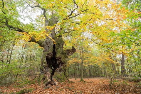 Old Common beech (Fagus sylvatica)