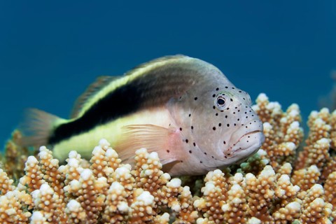 Black-sided hawkfish (Paracirrhite forsteri)