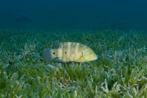 Abudjubbe (Cheilinus abudjubbe) swim over sea grass