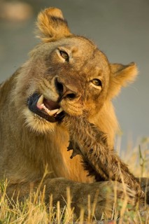 Lion (Panthera leo)
