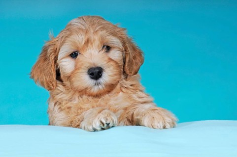 Havanese