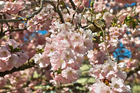 Pink flowering spring cherry Accolade