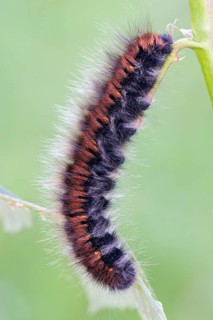 Caterpillar of fox moth (Macrothylacia rubi) on blade