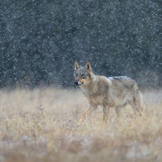 Gray wolf (Canis lupus)