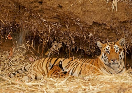 Bengal tiger (Panthera tigris tigris)