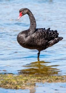Black swan (Cygnus atratus)