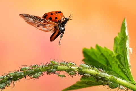 Asian lady beetle (Harmonia axyridis)