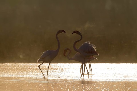 Greater Flamingo (Phoenicopterus roseus)