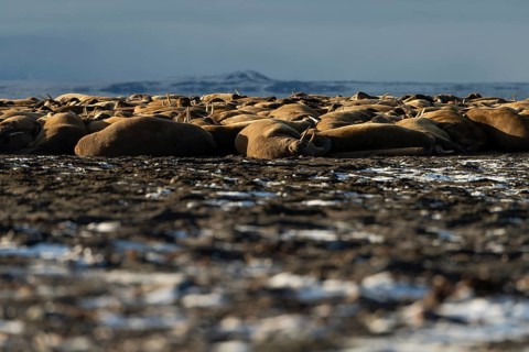 Walruses (Odobenus rosmarus)