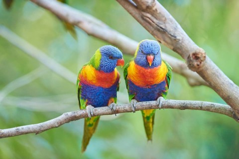 Rainbow lorikeets (Trichoglossus moluccanus) sitting in a tree