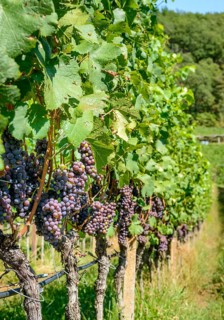 Blue grapes