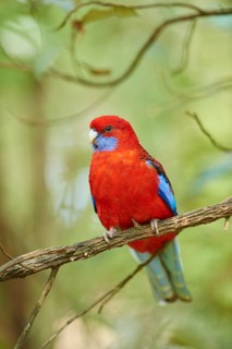 Crimson rosella (Platycercus elegans) sitting on a branch