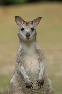 Agile wallaby (Macropus agilis) adult standing up