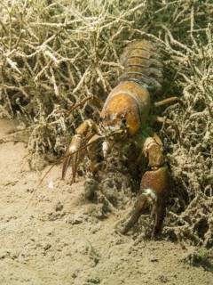 Signal Crayfish (Pacifastacus leniusculus) at the bottom under water
