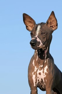 Perro sin pelo del Peru