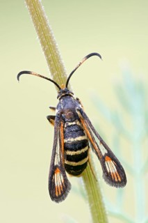 Wasp glasswingers or yellow-legged clearwing (Synanthedon vespiformis) at Halm