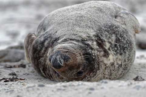 Grey seal (Halichoerus grypus)