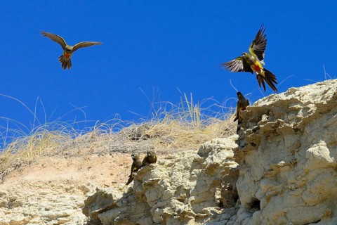 Burrowing Parrots (Cyanoliseus patagonus) at nesting place in a cliff at the sea