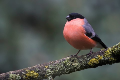 Bullfinch (Pyrrhula pyrrhula) sits on a branch