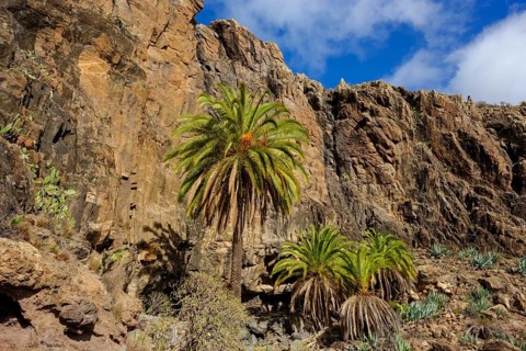 Canary Island date palms (Phoenix canariensis)