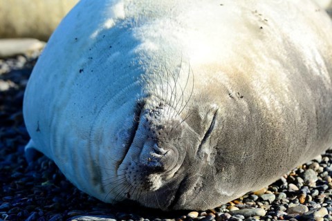 South American sea lion (Otaria flavescens)