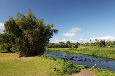 Giant Bamboo (Dendrocalamus giganteus) by the river