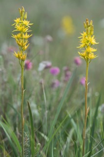 Bog Asphodel (Narthecium ossifragum)