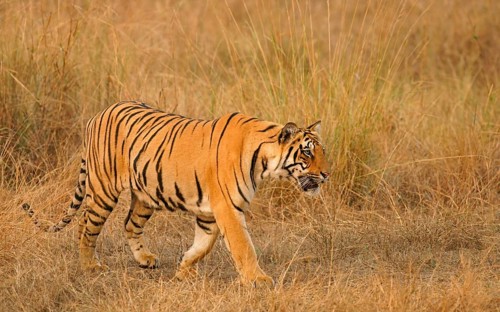 Bengal tiger (Panthera tigris tigris)